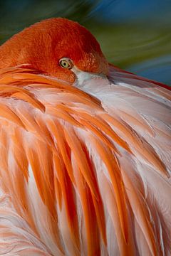 LP 71318879 Karibischer Flamingo mit in Federn eingebettetem Schnabel von BeeldigBeeld Food & Lifestyle