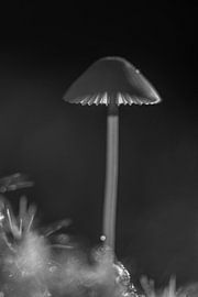 Hören Sie, ich sehe Spuren von Wouter Koelewijn