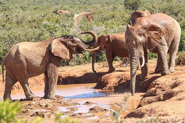 Elephants Addo National Park - South Africa by Map of Joy