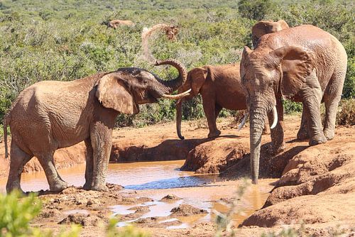 Elephants Addo National Park - South Africa
