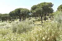 Lente aan de costa de la luz