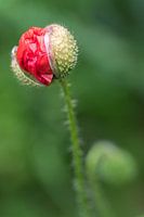 Mohn in der Knospe