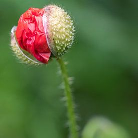 Poppy in the bud by Enna Butte