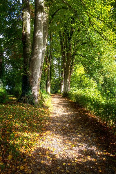 Pad door een idyllische laan van ManfredFotos