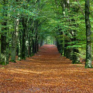 Cape Forests