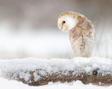 Chouette effraie dans la neige sur Patrick van Bakkum