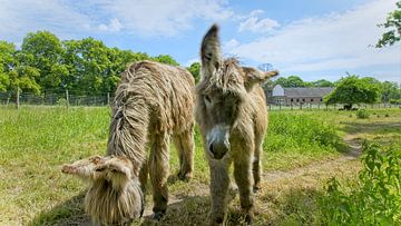 Two donkeys grazing by Go4animals