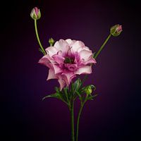 Pink Ranunculus