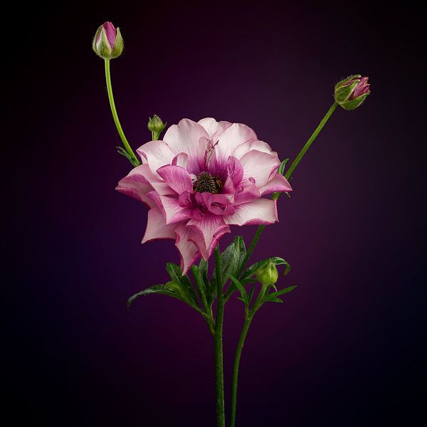 Renoncule rose par Ben Winckelmans