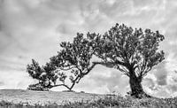 Lonely tree van Steven Driesen thumbnail