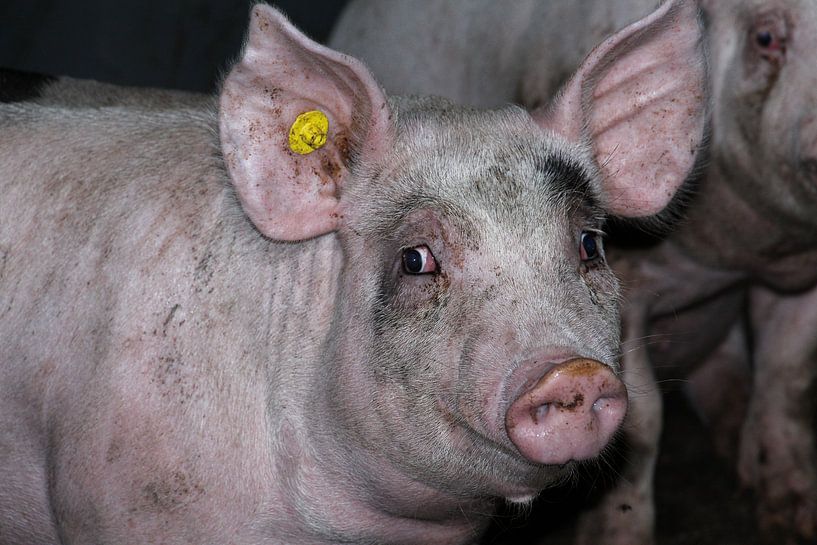 pig's head by anouk kemper