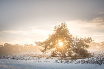 Winter op de heide tijdens de zonsopkomst van John van de Gazelle fotografie