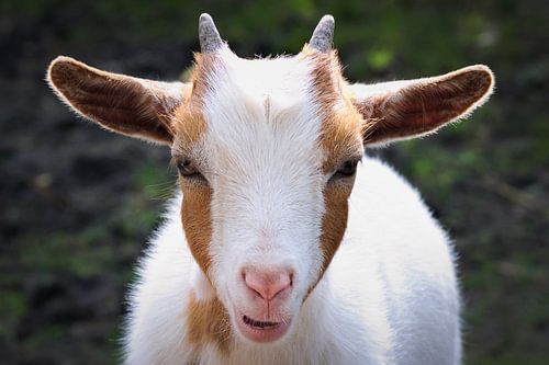 Portretfoto van een dwerggeit