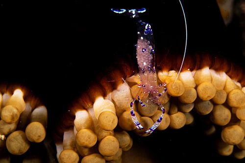 shrimp