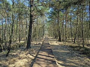 Pietzmoor
