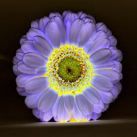 lichtgevende gerbera