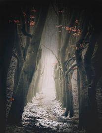 Tanzender Waldweg von Joost Lagerweij