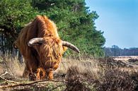 Schotse hooglander van John Goossens Photography thumbnail