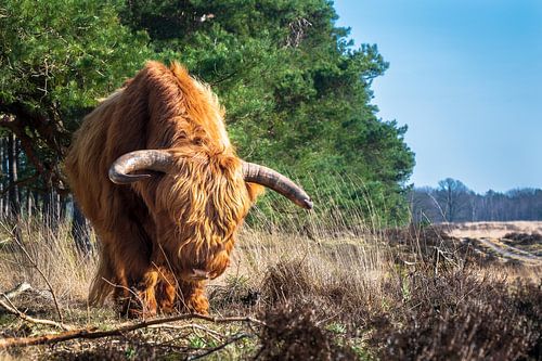 Schotse hooglander