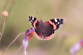 admiraal Diner van Christine Nöhmeier
