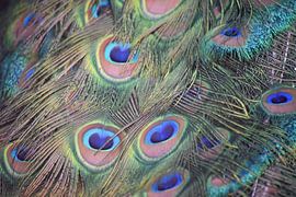 Federn eines Pfaus von Nicolette Vermeulen
