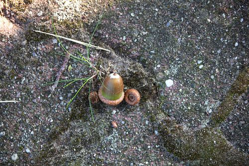 Ontdek de natuur in een bosrijk gebied in Emsland, Nedersaksen, Duitsland