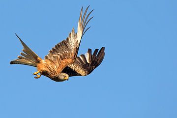 Rotmilan im Tauchflug in England von Jeroen Stel