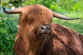 Scottish Highlander by Peter Bartelings