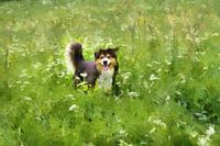 Chien dans la prairie