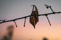 Pflanzen Abendsonne Naturschutzgebiet Maashorst Uden Makrofotografie