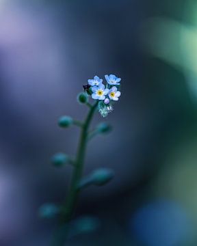 Don't forget this flower! by Niels Tichelaar