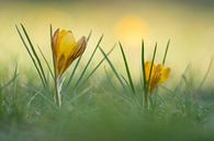 Krokusse an einem Frühlingsmorgen von John van de Gazelle fotografie Miniaturansicht