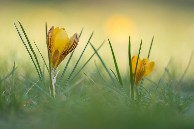 Krokusse an einem Frühlingsmorgen von John van de Gazelle fotografie