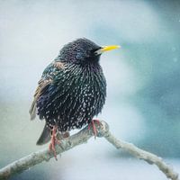 Winterstar