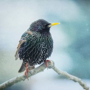 Star de l'hiver