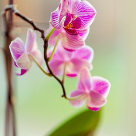 Roze orchidee in bloei - lage scherptediepte van Noud de Greef
