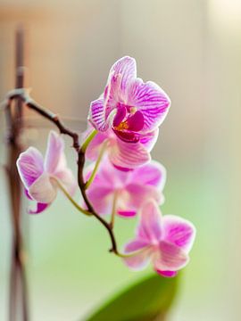 Pink orchid in bloom - low depth of field