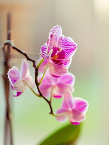 Roze orchidee in bloei - lage scherptediepte