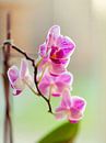 Roze orchidee in bloei - lage scherptediepte van Noud de Greef thumbnail