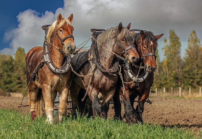 Zeeland-Zugpferde von Lisette van Peenen
