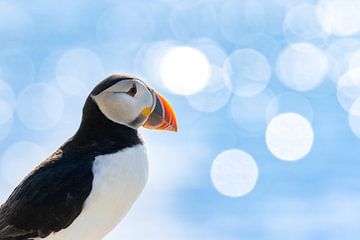 Puffin portrait