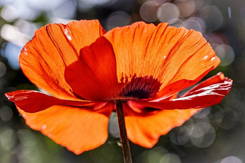 Papaver (Klaproos) van Rob Boon