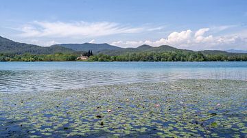 Nénuphars et église de Porqueres