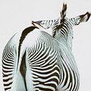 Ansicht eines Zebras von swc07 Miniaturansicht