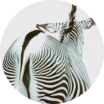 Zicht op een zebra van swc07