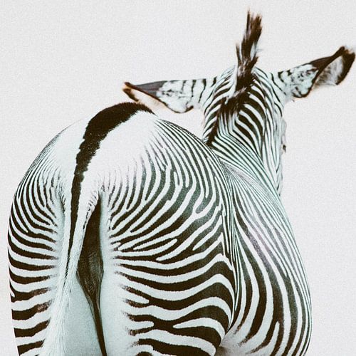 Zicht op een zebra