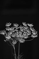 Schwarze Wildblume