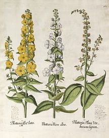 Hortus Eystettensis voll. 2, Basilus -Entscheidung von Teylers Museum