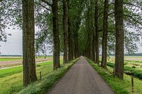 Zuidendijk lente