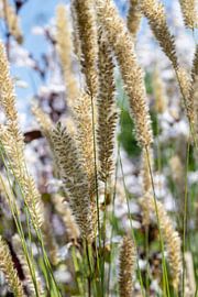 Plant | Grass Pennisetum by Claudia van Kuijk